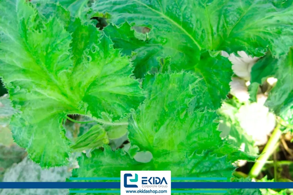 بیماری جالیز