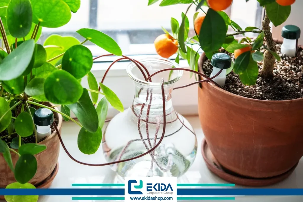 آبیاری گیاهان با نخ کاموا