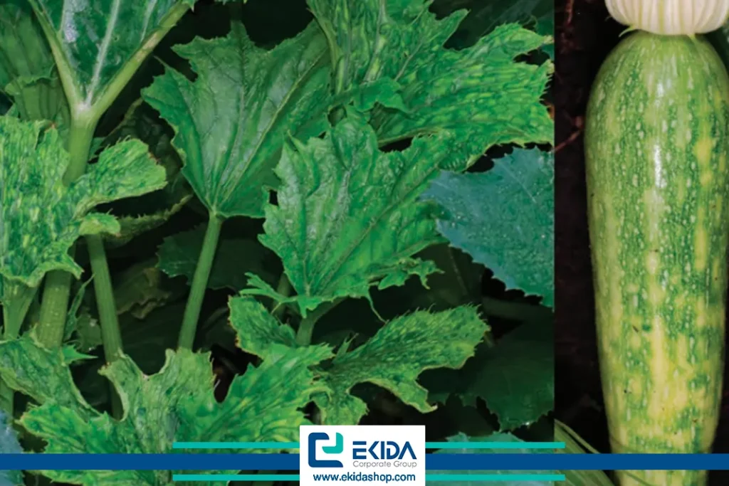 ویروس موزائیک کدو