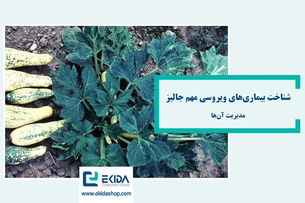 بیماریهای ویروسی جالیز