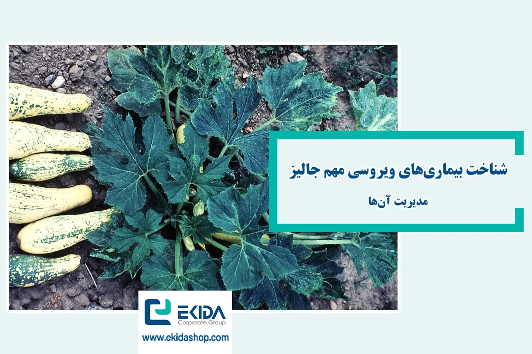 بیماریهای ویروسی جالیز