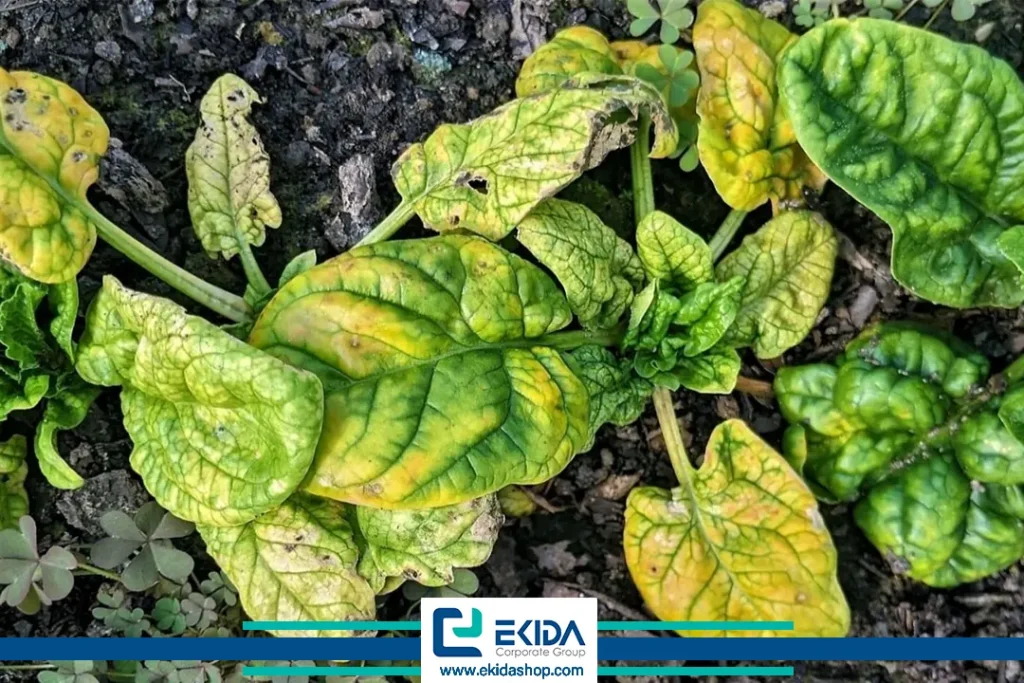 ویروس موزائیک هندوانه