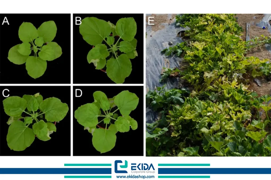 ویروس کوتولگی سبزرد هندوانه