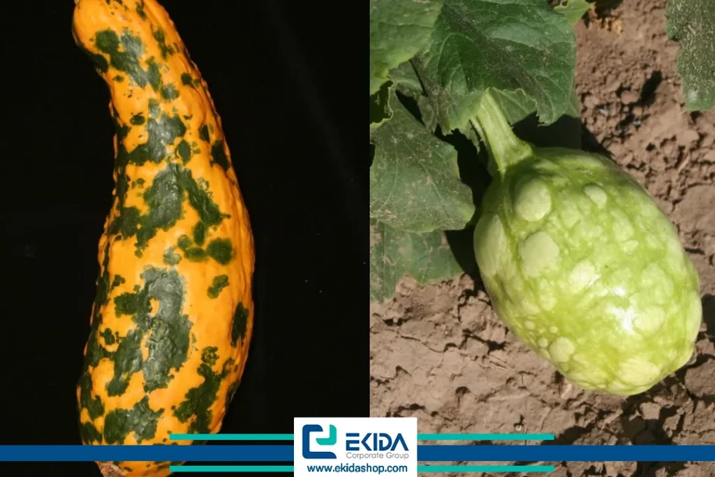 ویروس موزائیک زرد کدو