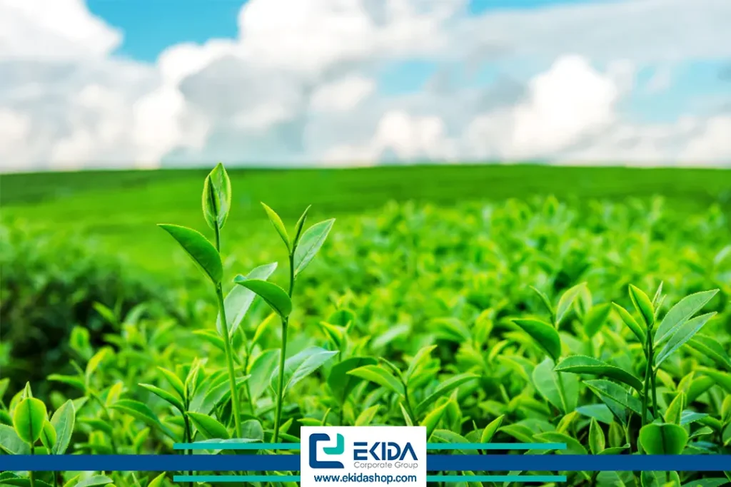 رشد بهتر با آمینو اسید