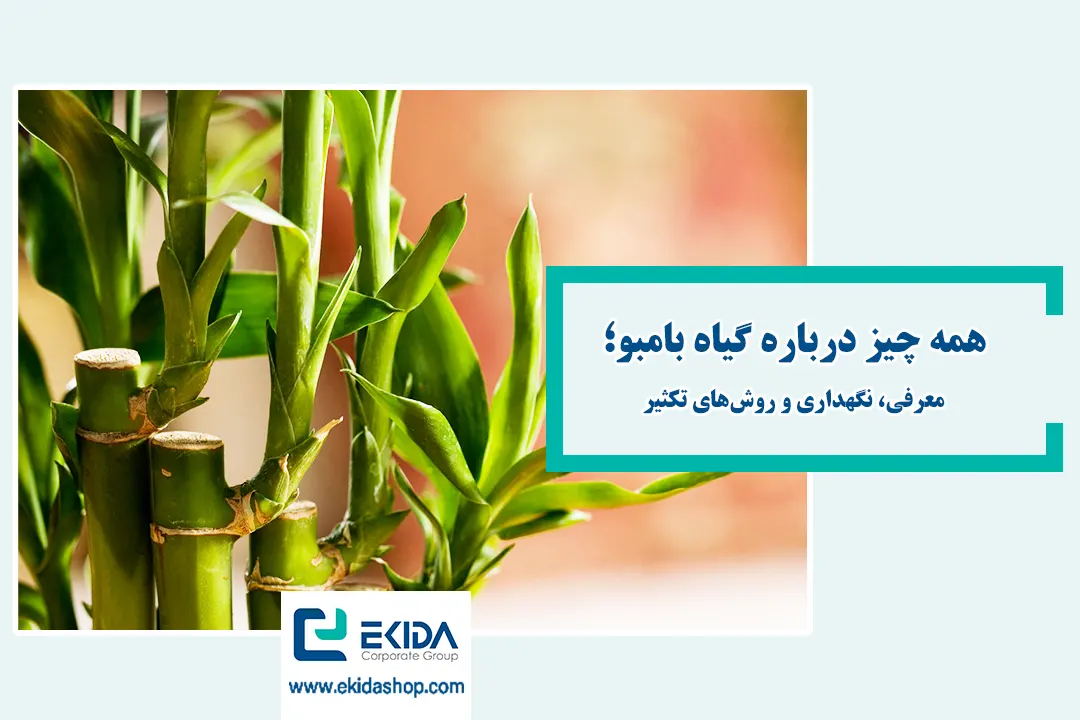 معرفی گیاه بامبو