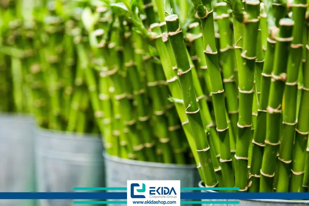 گیاه بامبو