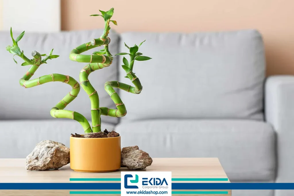 گلدان بامبو