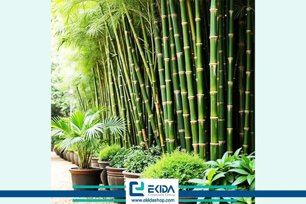 گیاهان بامبو