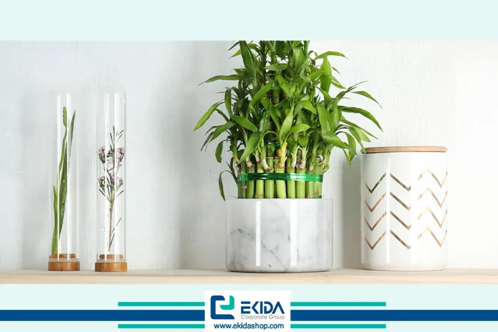 آشنایی با گیاه بامبو