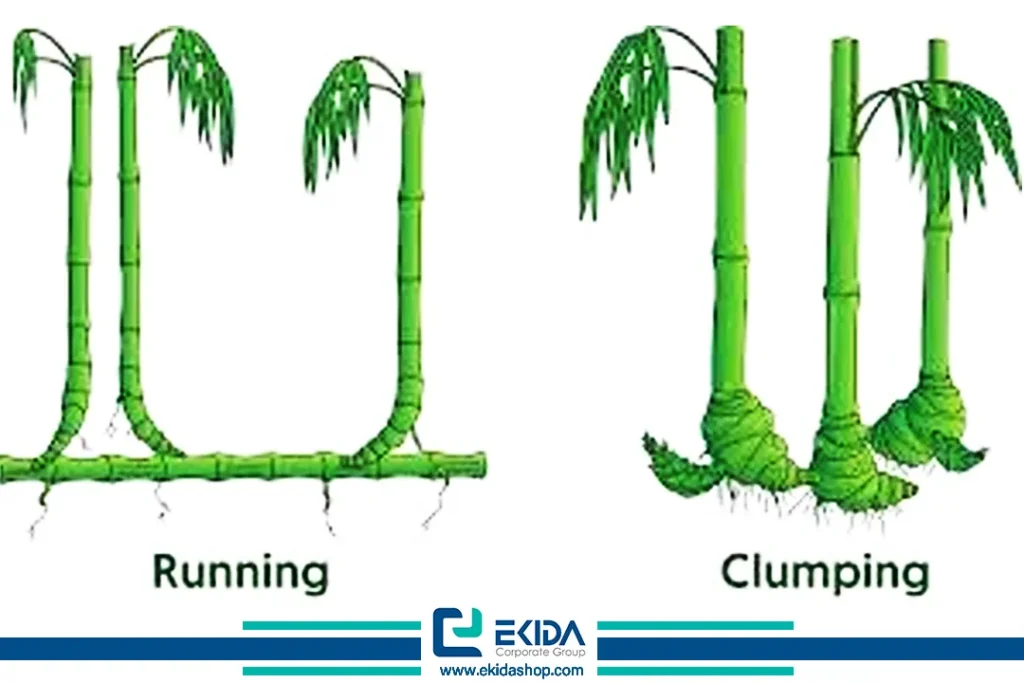 انواع بامبو