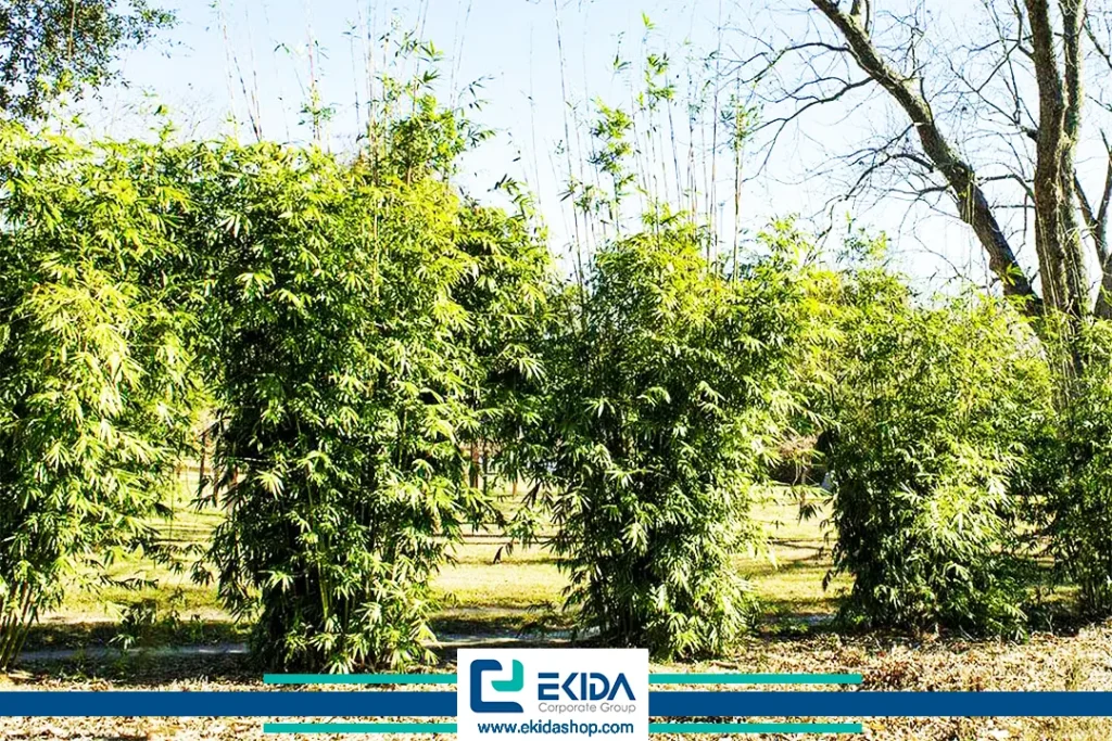 بامبوهای خوشه‌ای