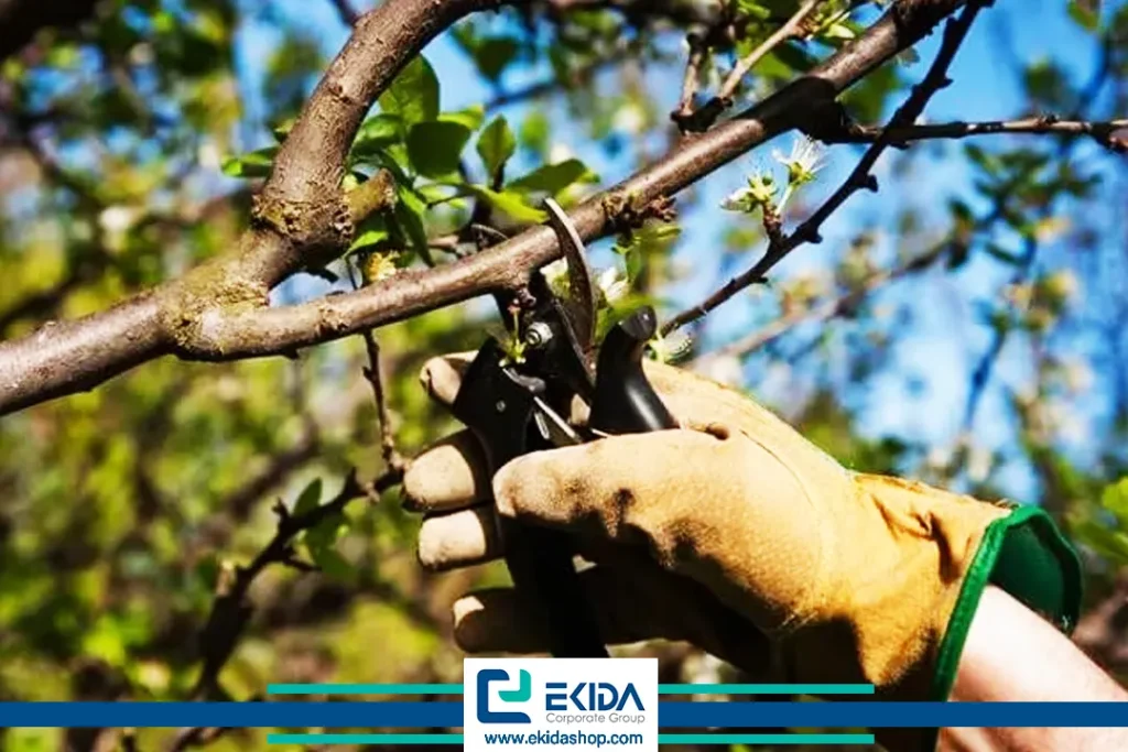 هرس شاخه درختان