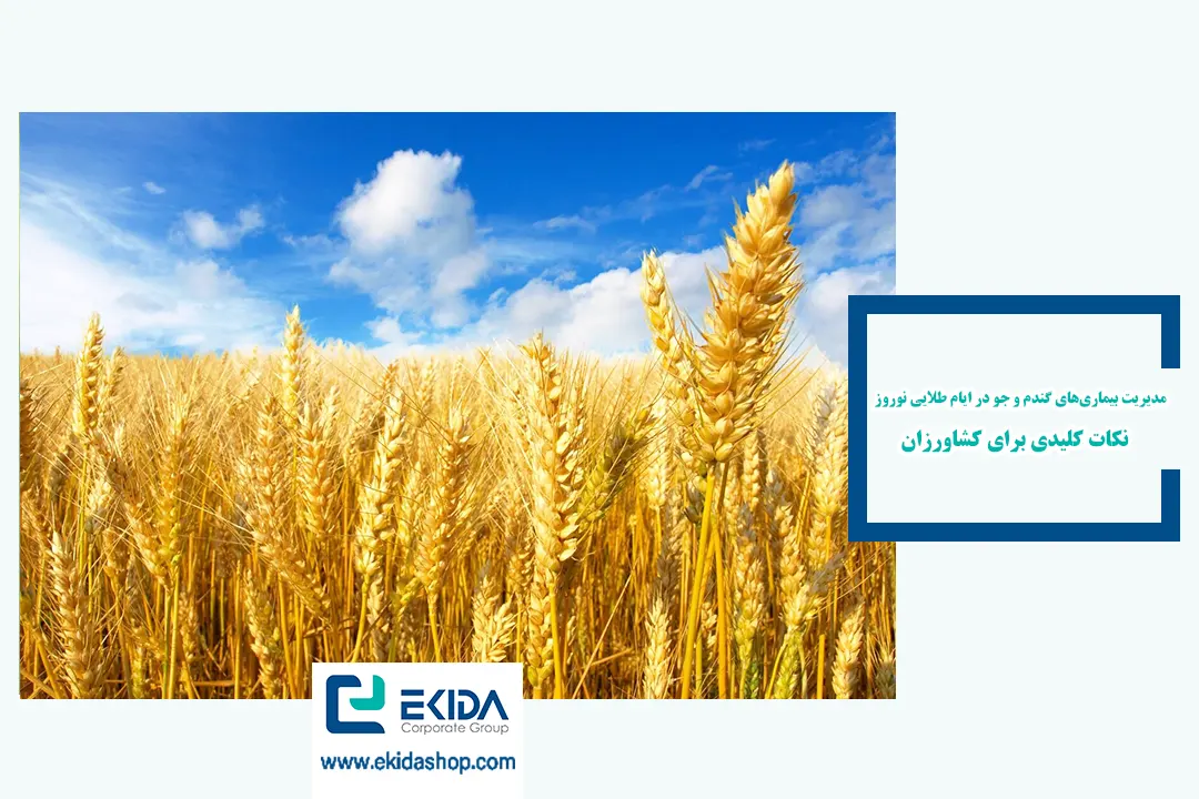 مدیریت بیماری گندم و جو در ایام نوروز