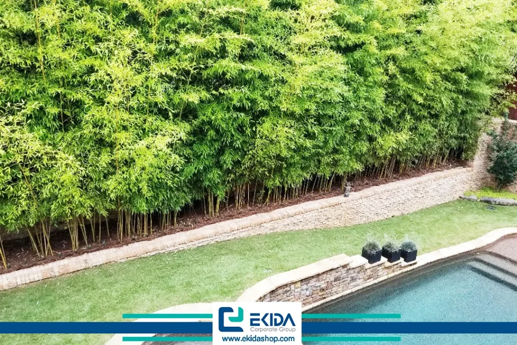 بامبوهای دونده