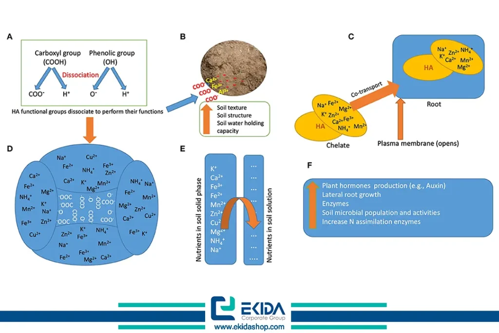 خلاصه مکانیسم‌ها و عملکردهای اسیدهای هیومیک (HA) در خاک و گیاهان