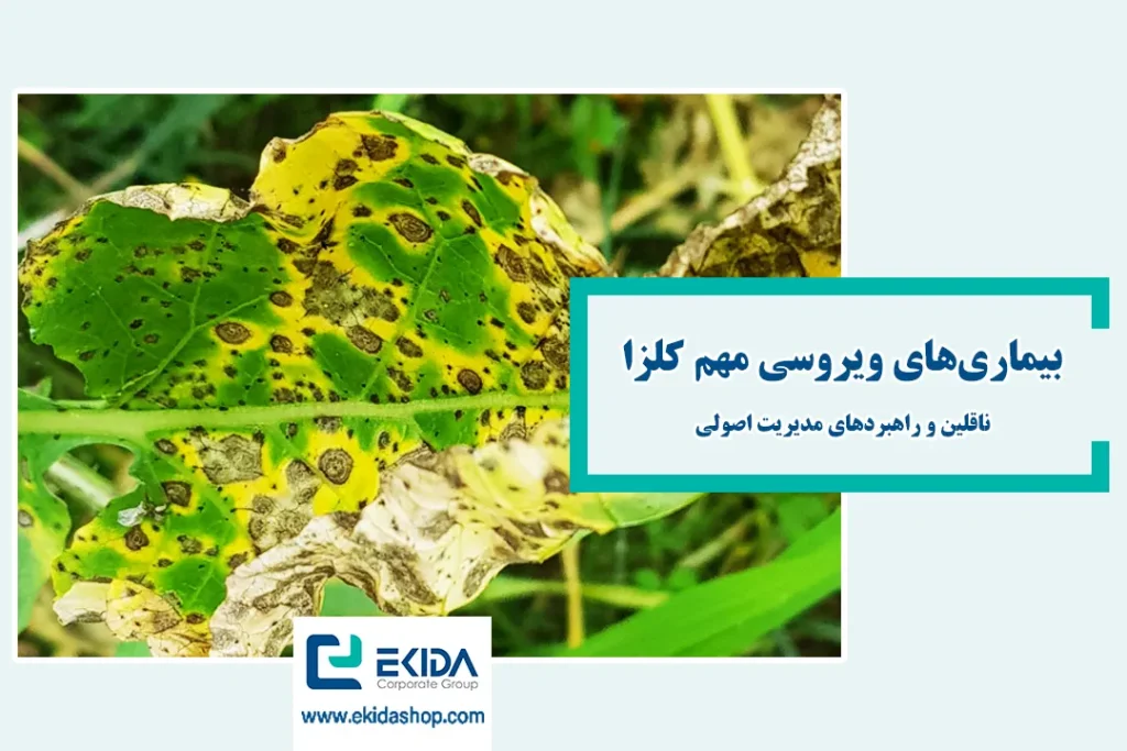 معرفی بیماری‌های ویروسی کلزا