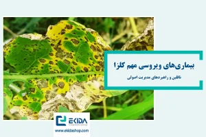 معرفی بیماری‌های ویروسی کلزا