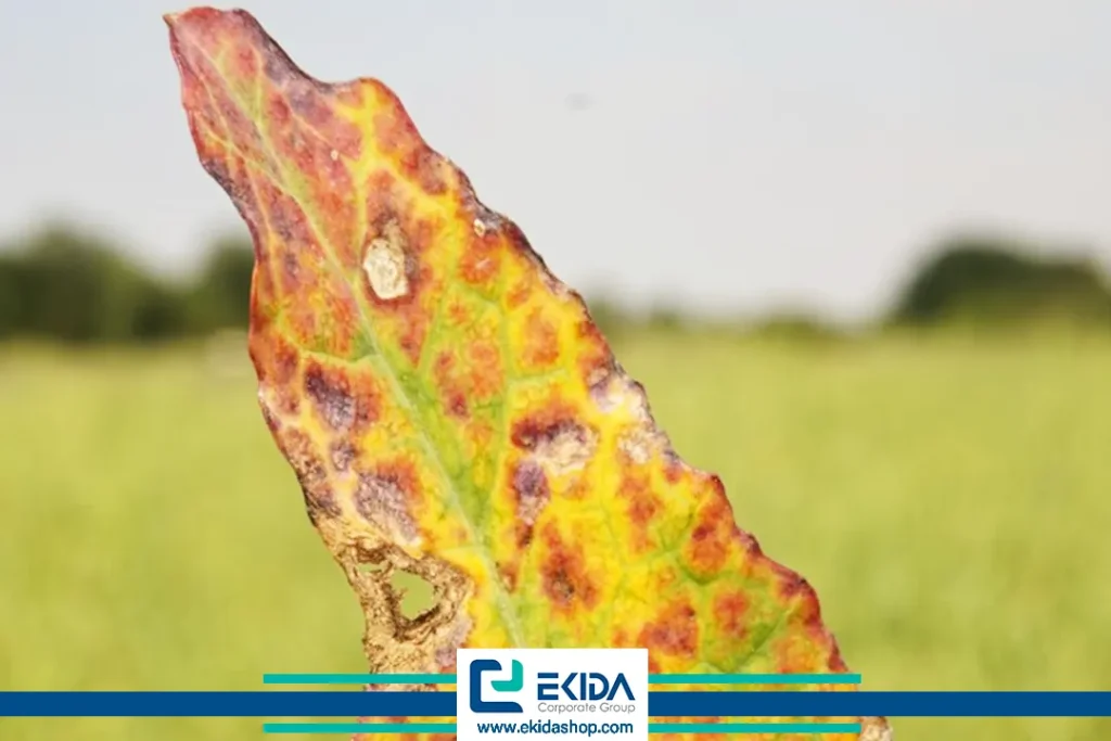 کلزا و بیماریهای ویروسی