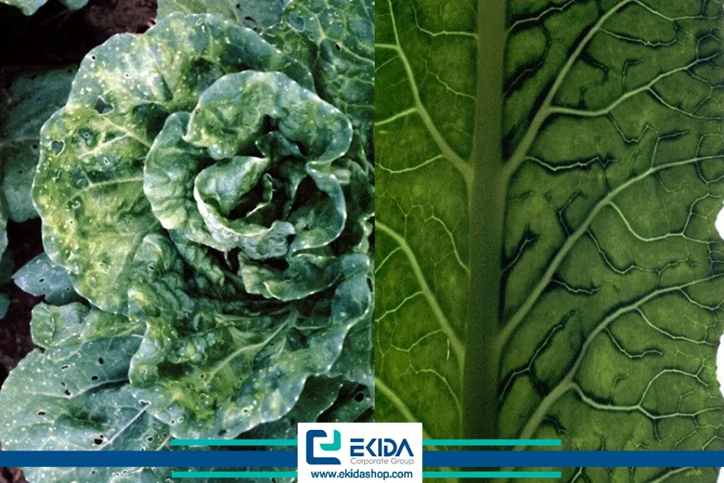 ویروس موزائیک گل کلم در کلزا