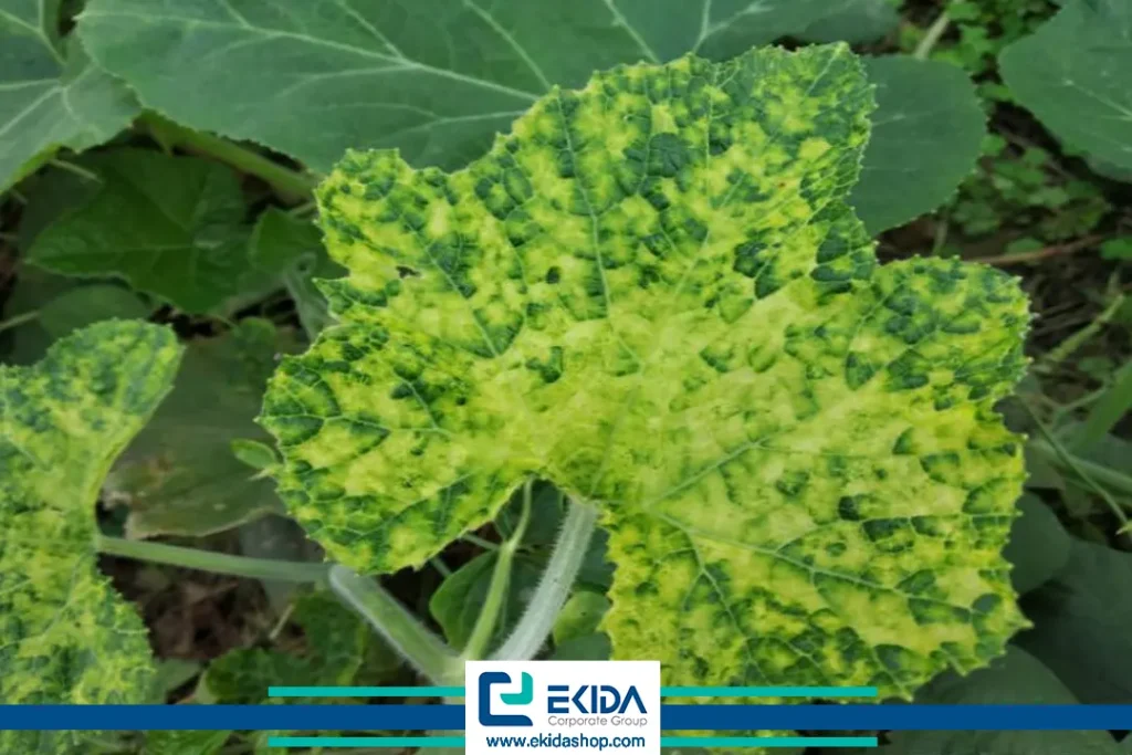 ویروس موزائیک خیار در کلزا