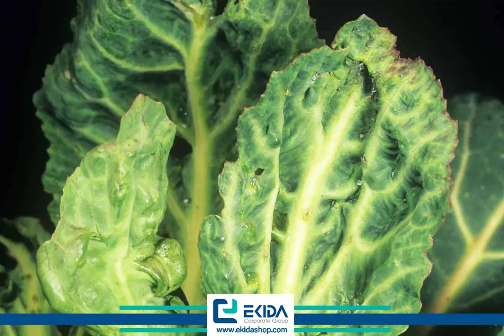 ویروس موزائیک تربچه در کلزا