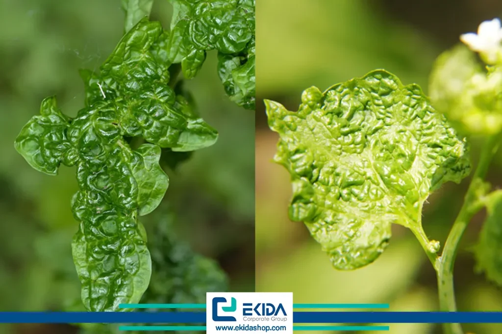 ویروس چروکیدگی شلغم در کلزا