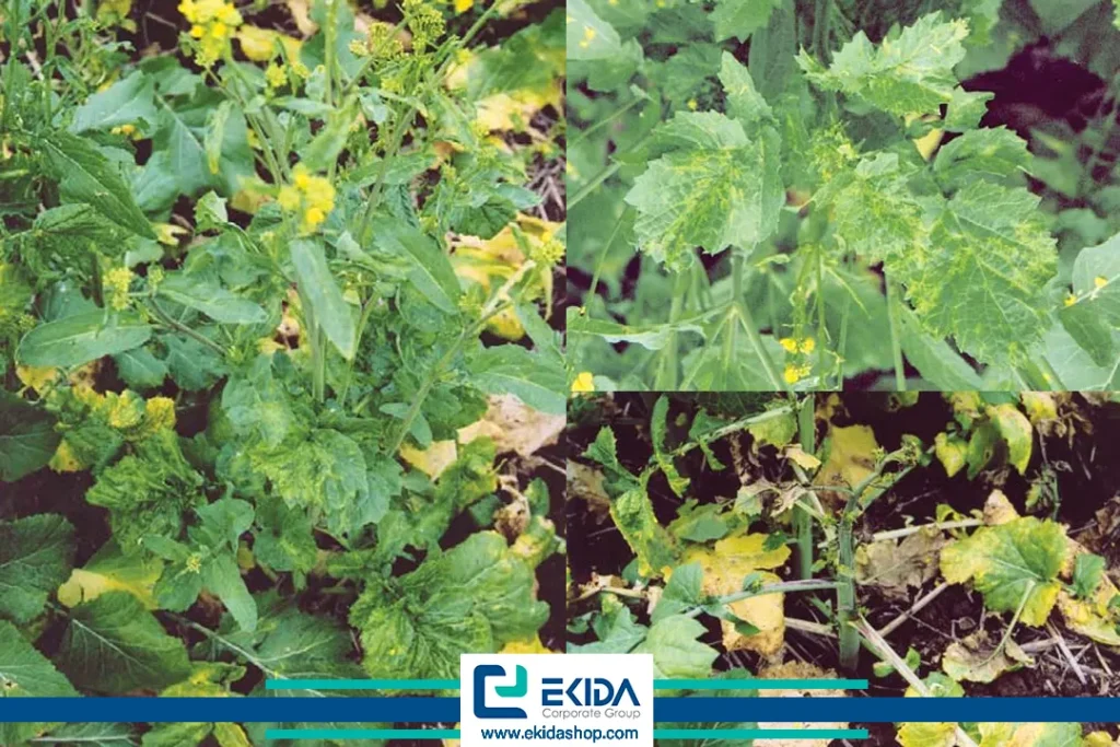 ویروس موزائیک شلغم در کلزا