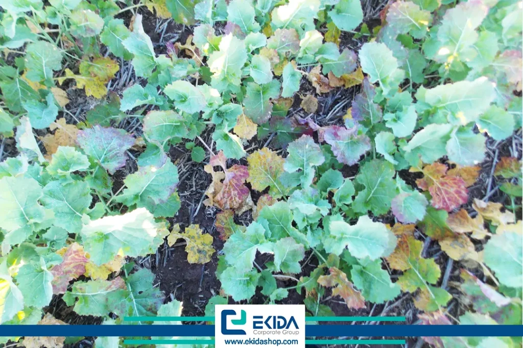 ویروسی زردی شلغم در کلزا