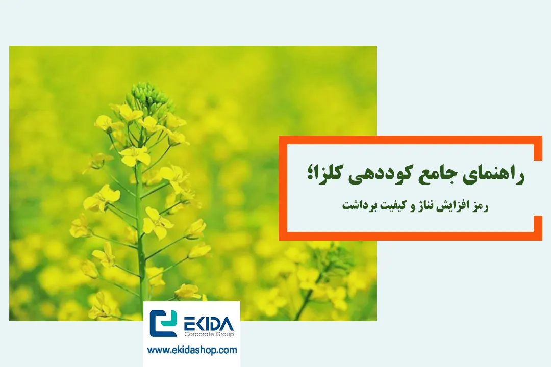 برنامه تغذیه کلزا