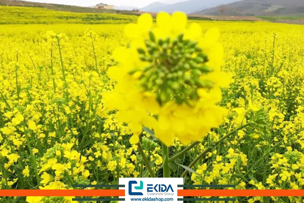 تغذیه گیاه کلزا