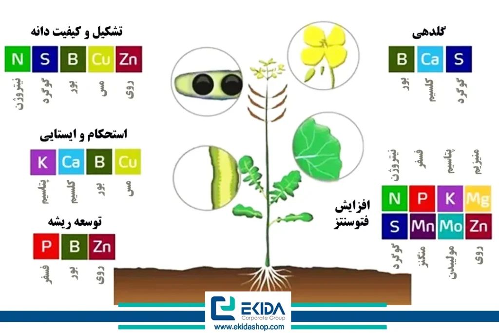 اهمیت ریزمغذی‌ها در رشد گیاه